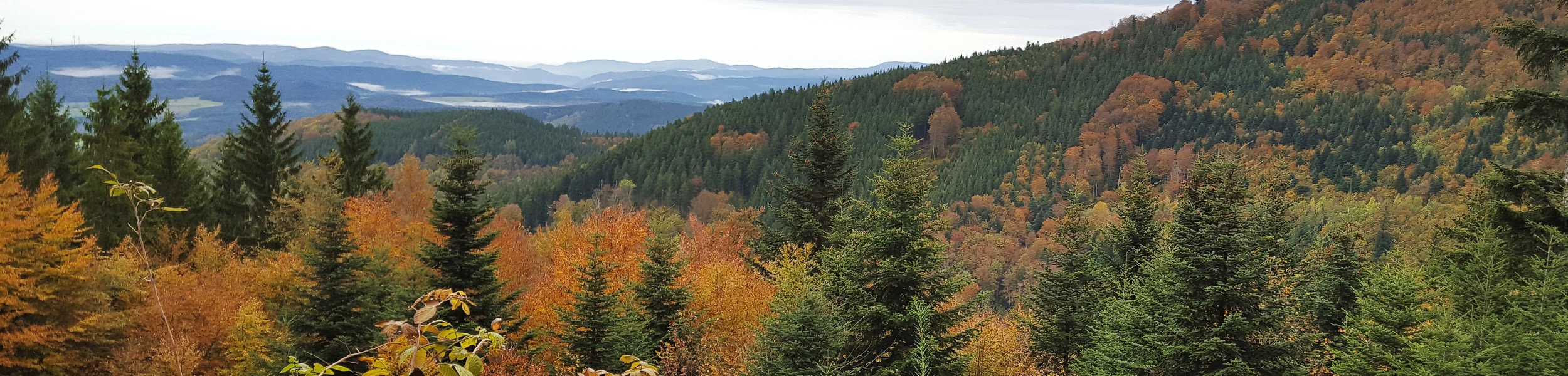 Blick Richtung Gschasikopf (rechts) und Kinzigtal im Hintergrund, vom Biggertkopf auf der Gemarkungsgrenze Yach/Prechtal aus - Foto: Joachim Nock Foto: Joachim Nock